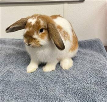 BUN BUN -  Bunny Rabbit and Holland Lop Rabbit for Adoption in Camarillo, California - BUN BUN | PetCurious