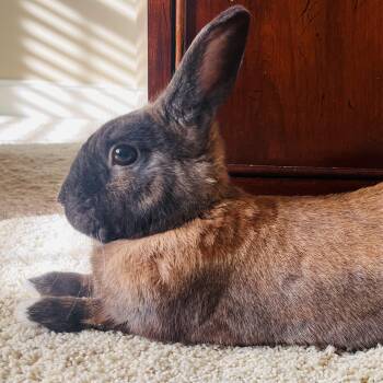 Turbo -  Cinnamon Rabbit for Adoption in Laurens, South Carolina - Turbo | PetCurious