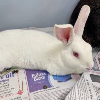 Modesto -  Californian and Silver Fox Rabbit for Adoption in Lyndhurst, Virginia - Modesto | PetCurious