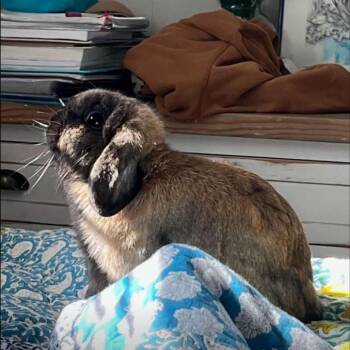 Rescue Holland Lop Rabbits for Adoption in Miami, Florida - Princess | PetCurious