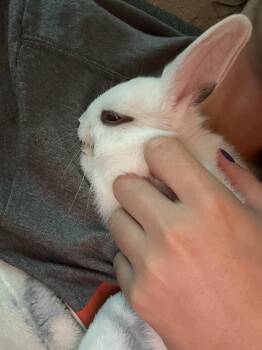 Hotot Rabbits Available for Adoption in Los Angeles, California - Ohtani | PetCurious