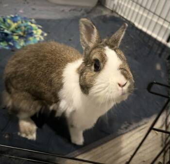 Bea -  Dwarf Rabbit for Adoption in Sauk Village, Illinois - Bea | PetCurious