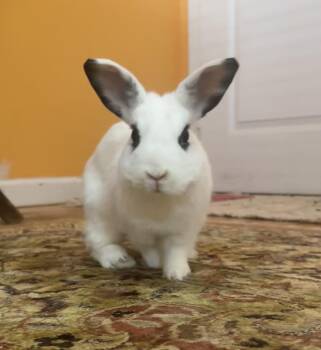 Juliette -  Hotot Rabbit for Adoption in New York, New York - Juliette | PetCurious