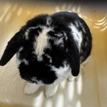 Rescue Mini Lop Rabbits for Adoption in Allentown, Pennsylvania - Foofy | PetCurious