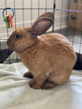 Cinnamon Rabbits Available for Adoption in San Antonio, Texas - Teddy | PetCurious