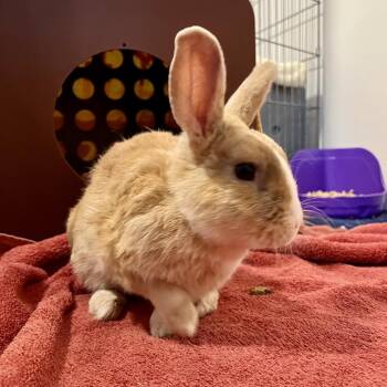 Honey -  American Rabbit for Adoption in Glenwood Springs, Colorado - Honey | PetCurious