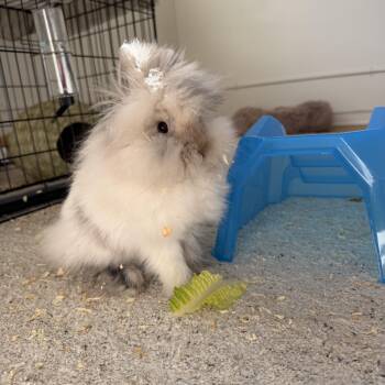 Lumpy Space Prince -  Lionhead Rabbit for Adoption in Gig Harbor, Washington - Lumpy Space Prince | PetCurious
