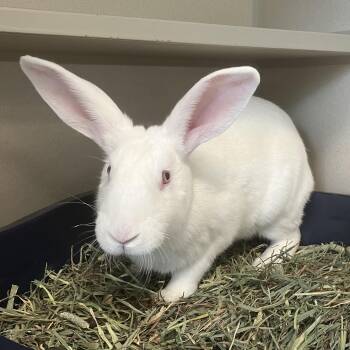 Benoit Blanca -  Bunny Rabbit Rabbit for Adoption in Eatontown, New Jersey - Benoit Blanca | PetCurious