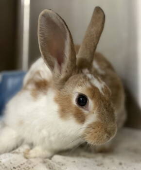 Rescue American Rabbits for Adoption in Oakland, California - Hana | PetCurious
