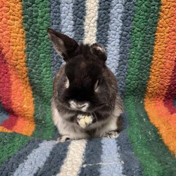 Netherland Dwarf and Silver Marten Rabbits Available for Adoption - Mint | PetCurious