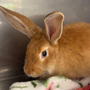 American Rabbits Available for Adoption - Mon Mothma | PetCurious