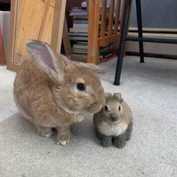 Palomino Rabbits Available for Adoption in Plumsted, New Jersey - Fozzie Bear (FKA Foxy Brown) | PetCurious