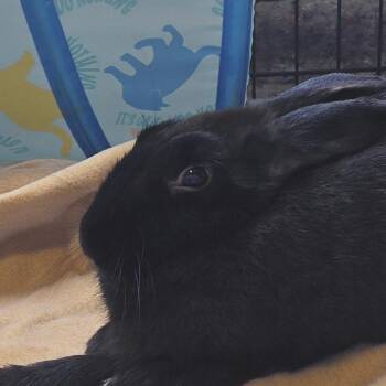 Bunny Boop *Bonded with Marilyn Bun-Roe -  American Rabbit for Adoption in Kennebunk, Maine - Bunny Boop *Bonded With Marilyn Bun-Roe | PetCurious