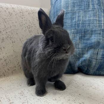 Sloan -  Netherland Dwarf Rabbit for Adoption in Great Neck Plaza, New York - Sloan | PetCurious