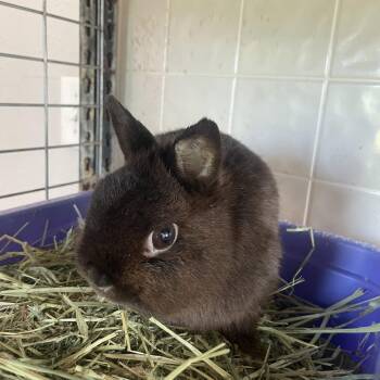 American Rabbits Available for Adoption in West Des Moines, Iowa - Hank | PetCurious