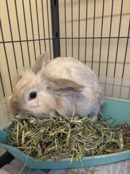 Lionhead and Bunny Rabbit Rabbits Available for Adoption - Carbonara | PetCurious