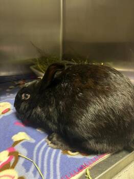 ILYA -  Rex Rabbit for Adoption in Alameda, California - ILYA | PetCurious