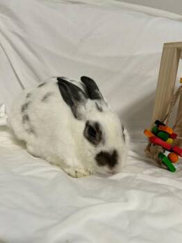 Godzilla -  English Spot Rabbit for Adoption in Pflugerville, Texas - Godzilla | PetCurious