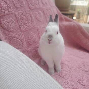 Rescue Bunny Rabbit Rabbits for Adoption - Nosferatu | PetCurious