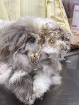 Bunny Rabbit Rabbits Available for Adoption - UNKNOWN | PetCurious