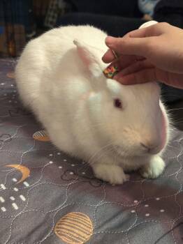 Rescue New Zealand Rabbits for Adoption in Ankeny, Iowa - Jellybean | PetCurious
