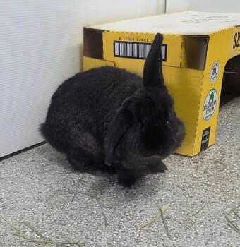 Rescue Lop Eared Rabbits for Adoption in Crystal Lake, Illinois - Bill | PetCurious