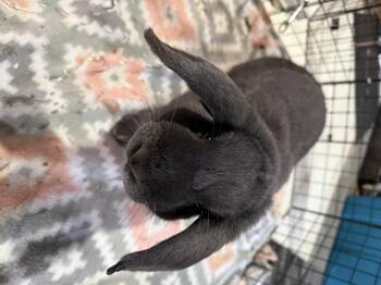 Little Tony -  Mini Lop Rabbit Available for Adoption in Fremont, Ohio - Little Tony | PetCurious