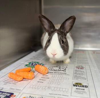 Dutch Rabbits Available for Adoption - Mrs Hopps | PetCurious
