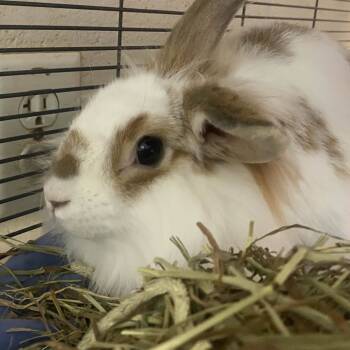 Rescue American Rabbits for Adoption in Gloucester, Virginia - Rosie | PetCurious