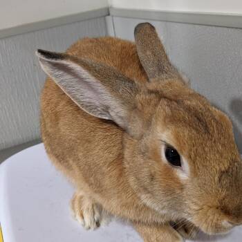 American Rabbits Available for Adoption - Mitsu | PetCurious