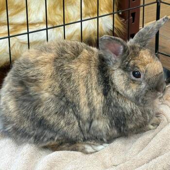 Kodah AKA Bumblebee -  Holland Lop and Netherland Dwarf Rabbit for Adoption in Napa, California - Kodah AKA Bumblebee | PetCurious
