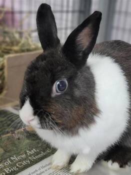 Syble -  American Rabbit for Adoption in Largo, Florida - Syble | PetCurious