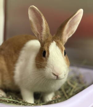 Rescue Dutch Rabbits for Adoption in Oakland, California - Susie Custard | PetCurious