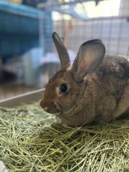 Rescue Bunny Rabbit Rabbits for Adoption in Westbrook, Maine - Wheat | PetCurious