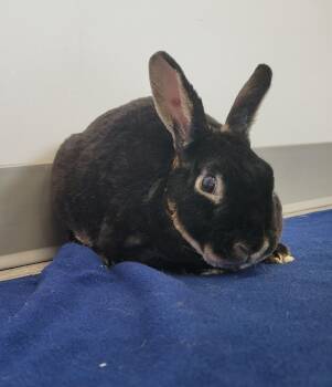 Bunny Rabbit Rabbits Available for Adoption - Romeo | PetCurious