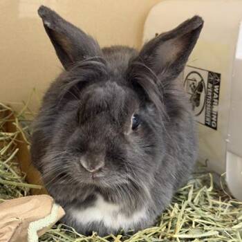 Lionhead and American Rabbits Available for Adoption in Voorhees Township, New Jersey - Goblin | PetCurious