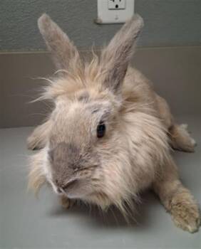 Bunny Rabbit Rabbits Available for Adoption in Las Vegas, Nevada - MAX | PetCurious