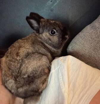 Bunny Rabbit Rabbits Available for Adoption - Endor | PetCurious