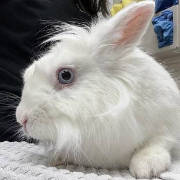 Mulberry -  American Rabbit for Adoption in Murray, Utah - Mulberry | PetCurious
