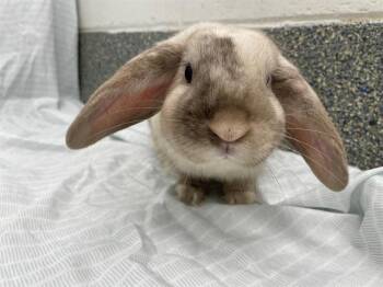 JINX -  Holland Lop Rabbit for Adoption in Methuen, Massachusetts - JINX | PetCurious