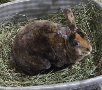 Rescue Mini Rex Rabbits for Adoption in Idaho Falls, Idaho - Livi And Lexi | PetCurious