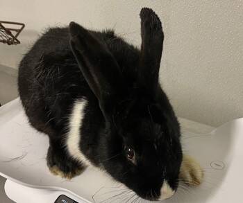Rescue Bunny Rabbit Rabbits for Adoption in Hayward, California - TAPIOCA | PetCurious