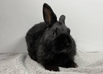 Carvel -  Dwarf Rabbit for Adoption in Westford, Massachusetts - Carvel | PetCurious