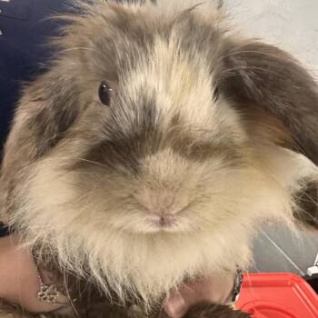 Lemon Balm -  American Rabbit for Adoption in Allentown, Pennsylvania - Lemon Balm | PetCurious