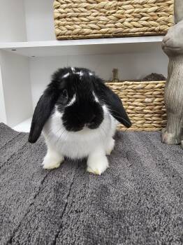Sassy Sara -  Mini Lop Rabbit for Adoption in San Tan Valley, Arizona - Sassy Sara | PetCurious