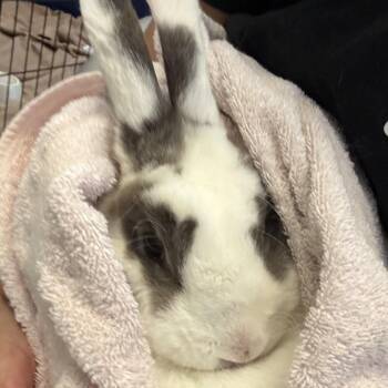 Dolly -  American Rabbit for Adoption in Murray, Utah - Dolly | PetCurious