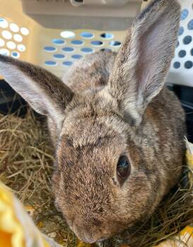 Rescue Bunny Rabbit Rabbits for Adoption in Westbrook, Maine - Clyde | PetCurious