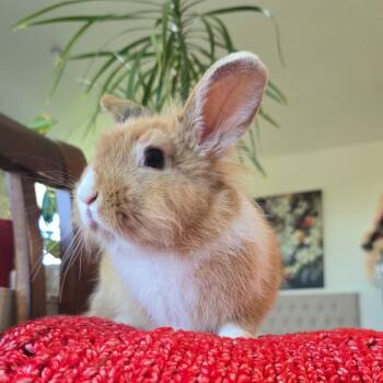 Maria -  Lionhead and Dwarf Rabbit for Adoption in Los Angeles, California - Maria | PetCurious
