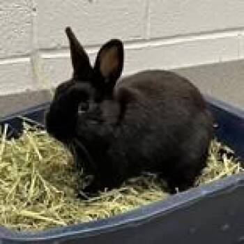 Bunny Rabbit Rabbits Available for Adoption - Rusty | PetCurious