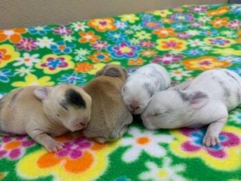 Casey -  Harlequin Rabbit for Adoption in Santa Cruz, California - Casey | PetCurious